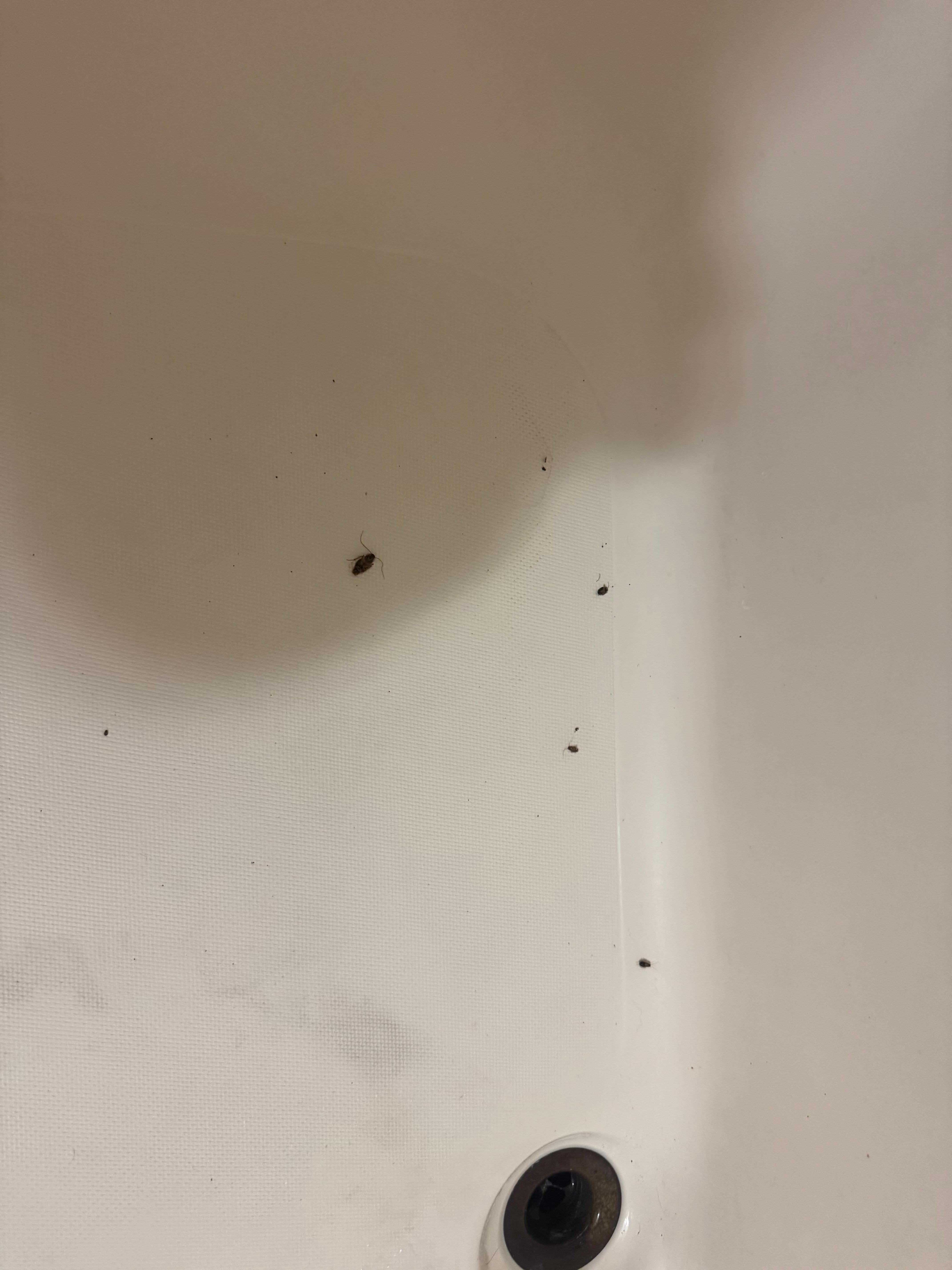 Dead roaches in the tub