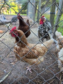 My little chicken friends