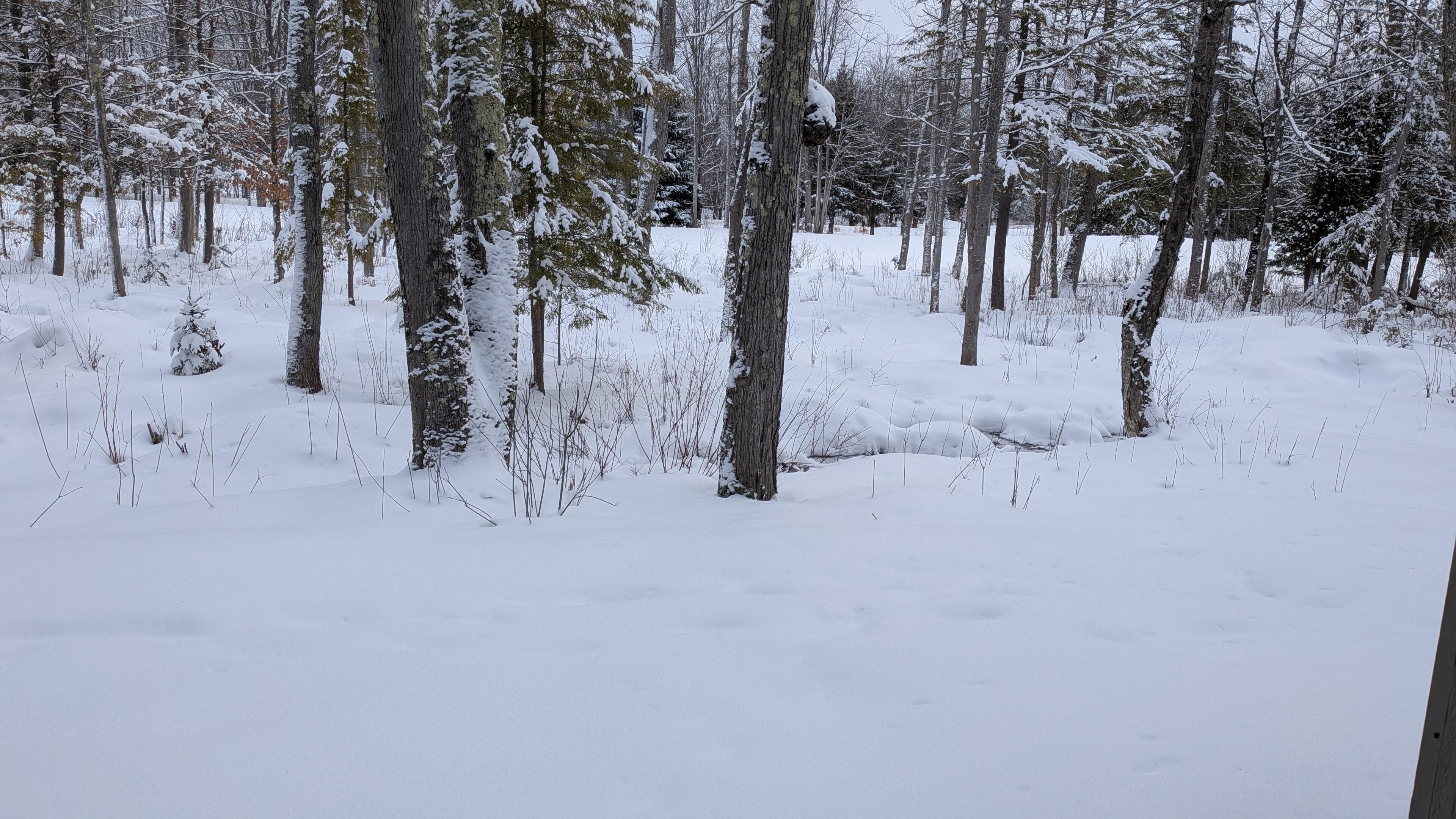 View out the back window.