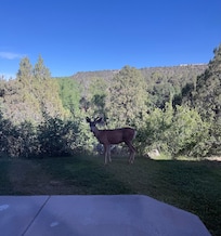Deer spotted right off the back of the property