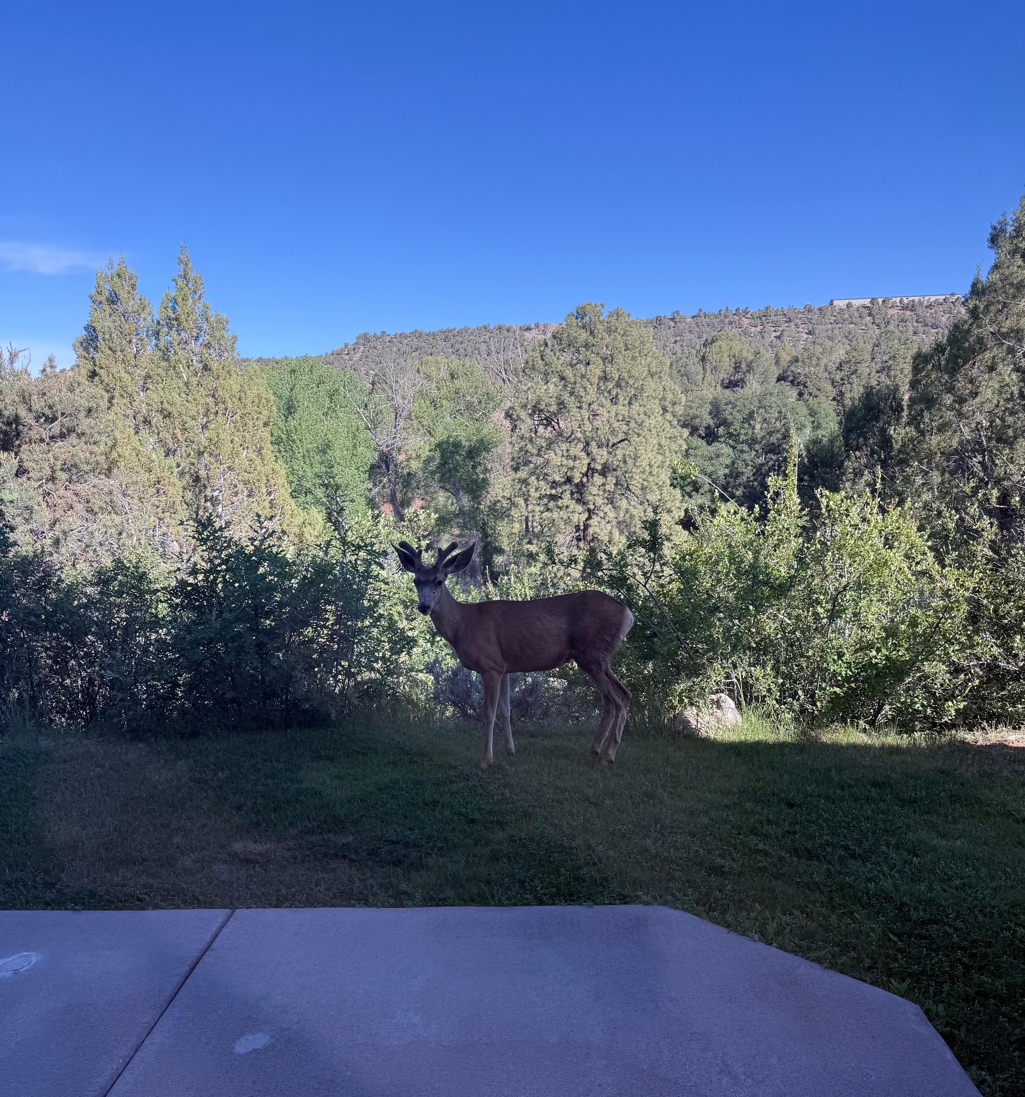 Deer spotted right off the back of the property