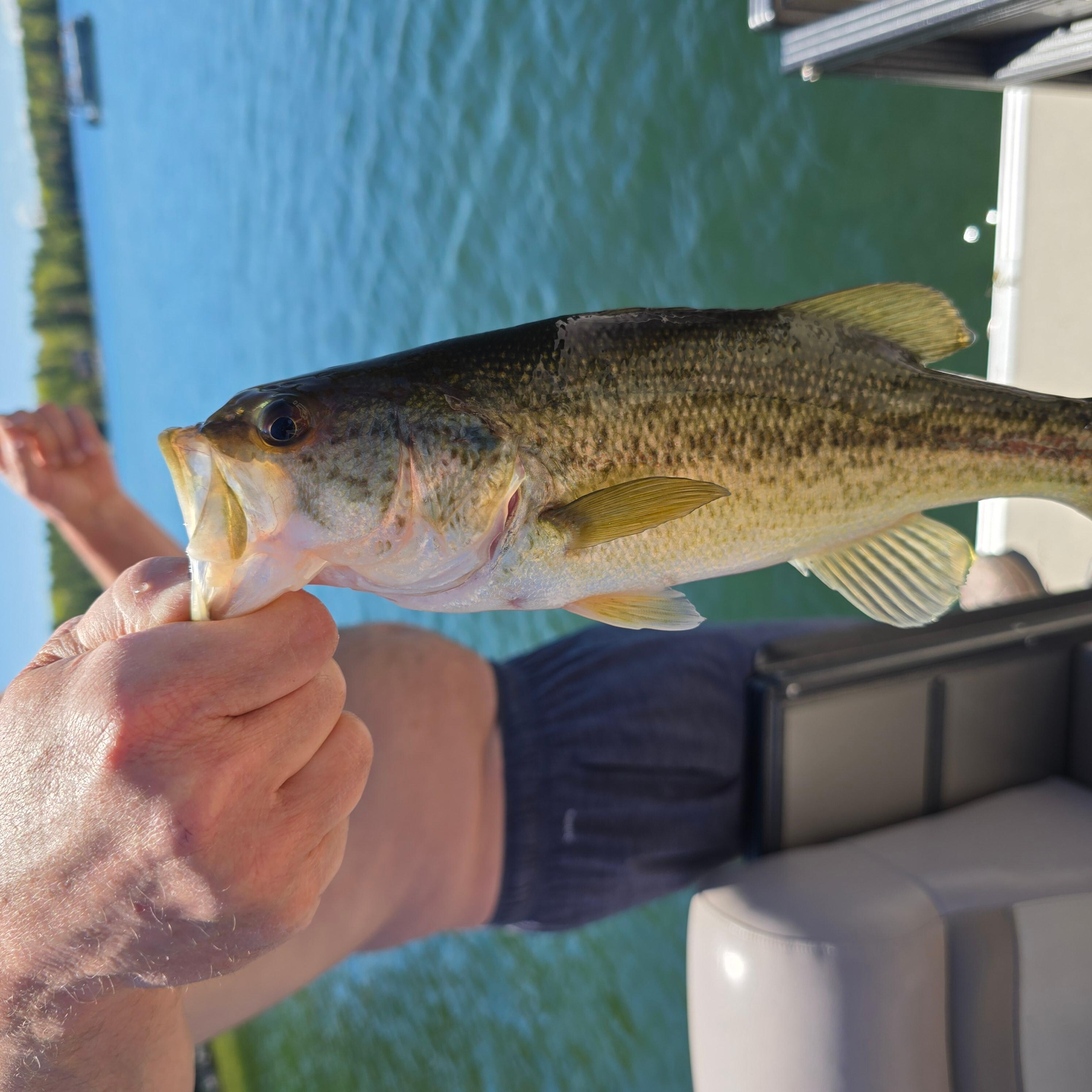 Great catches 