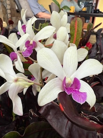 Blooming beside pool