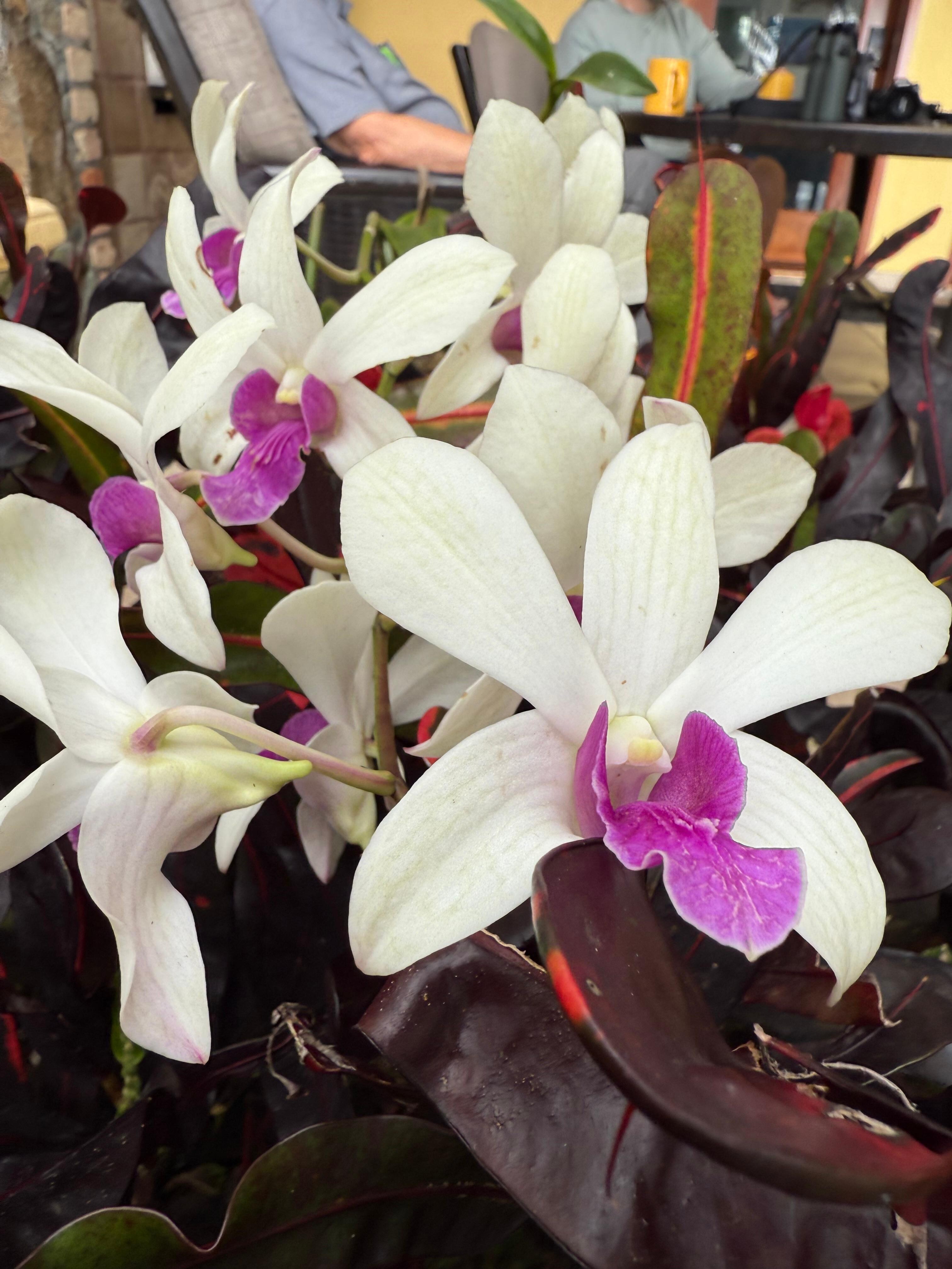 Blooming beside pool