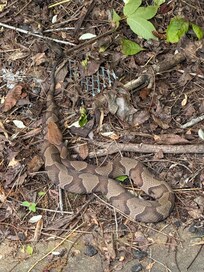 Second copperhead snake