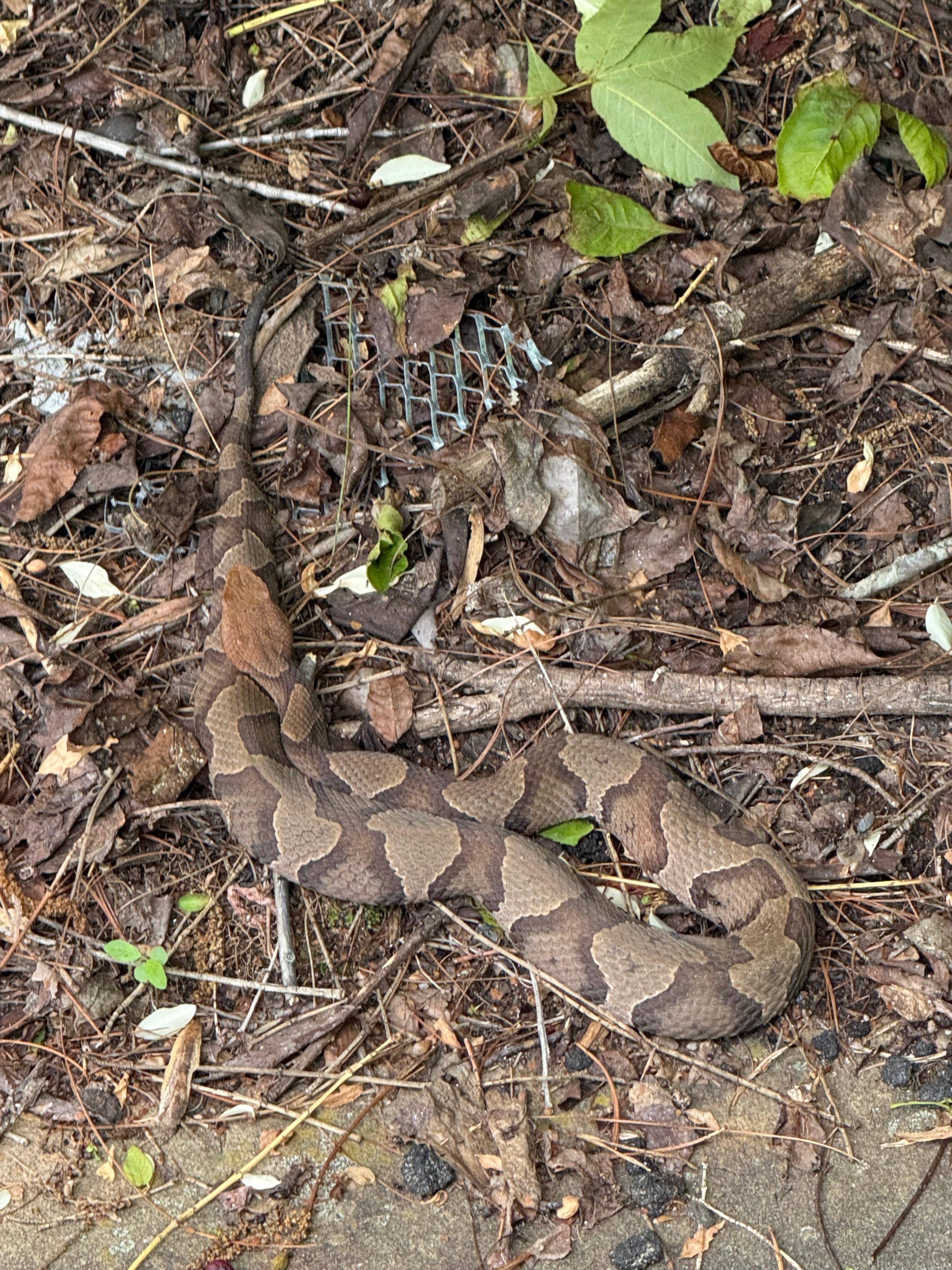 Second copperhead snake
