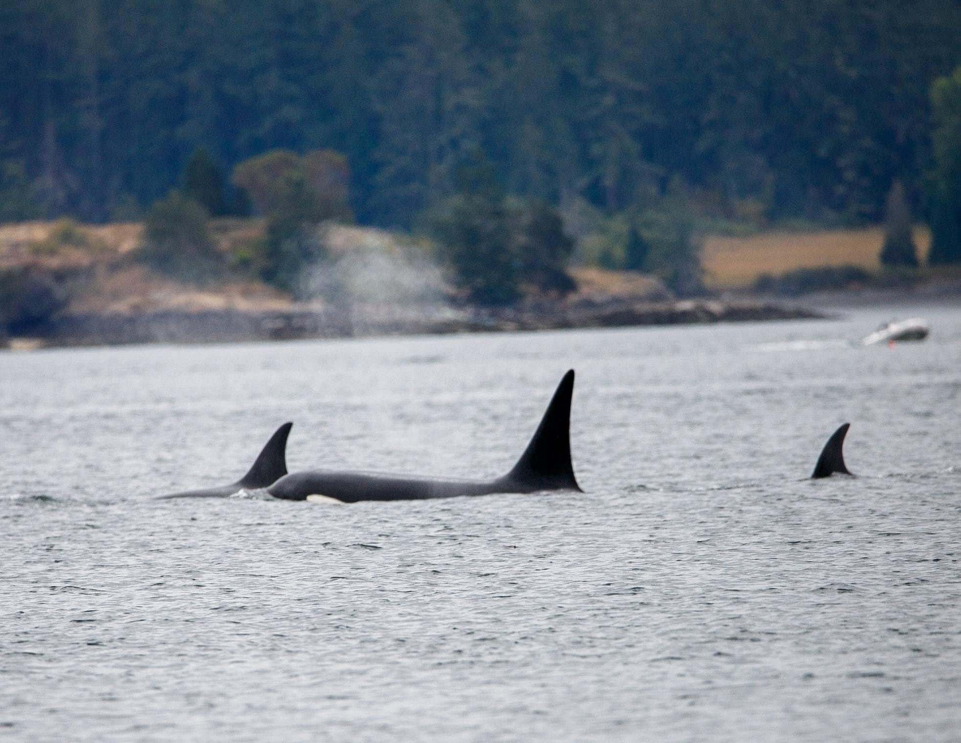 Biggs Killer Whales - T65B  Pod