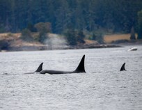 Biggs Killer Whales - T65B Pod