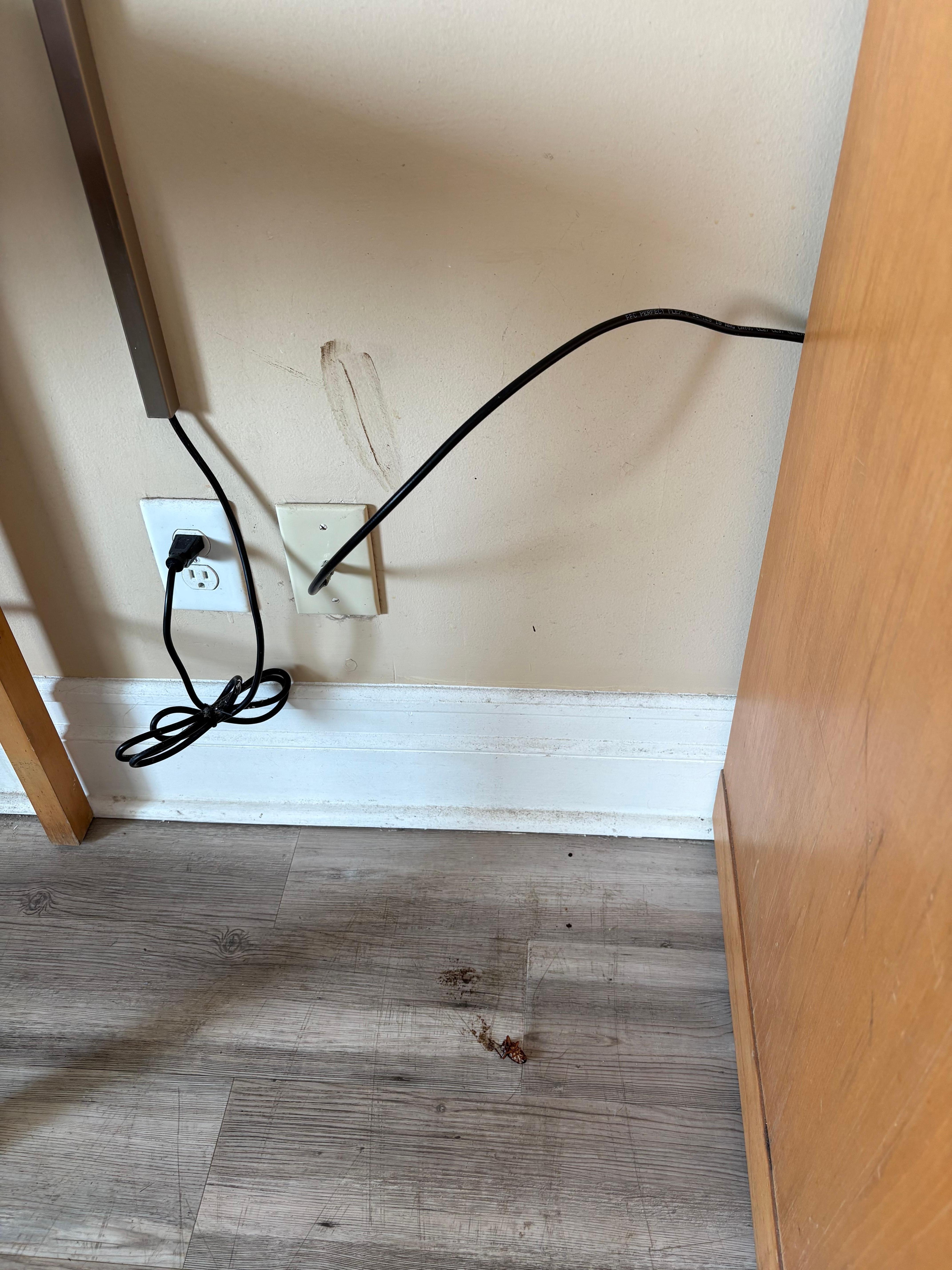 Cockroach