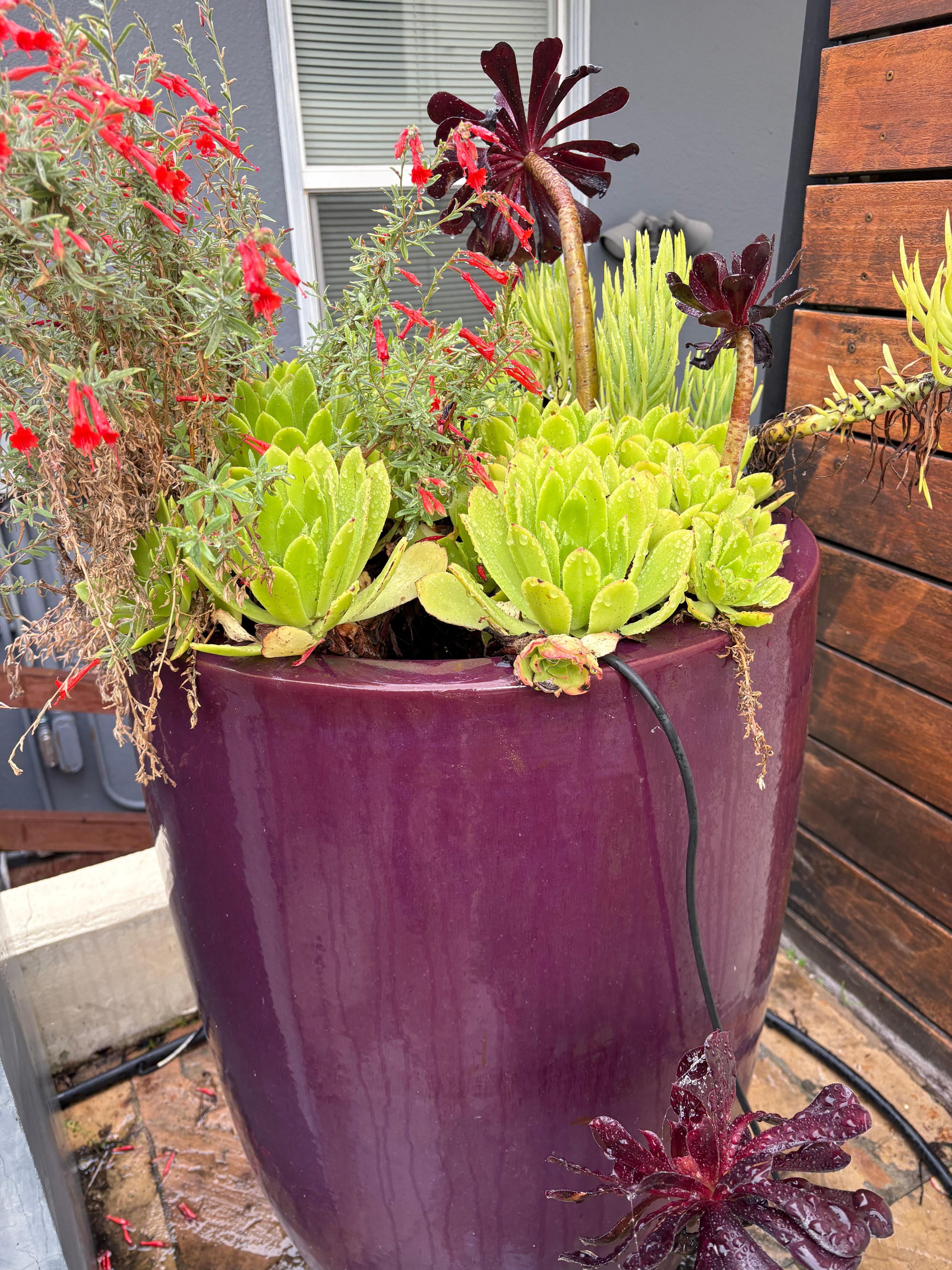 Purple Was our high school color