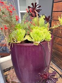 Purple Was our high school color