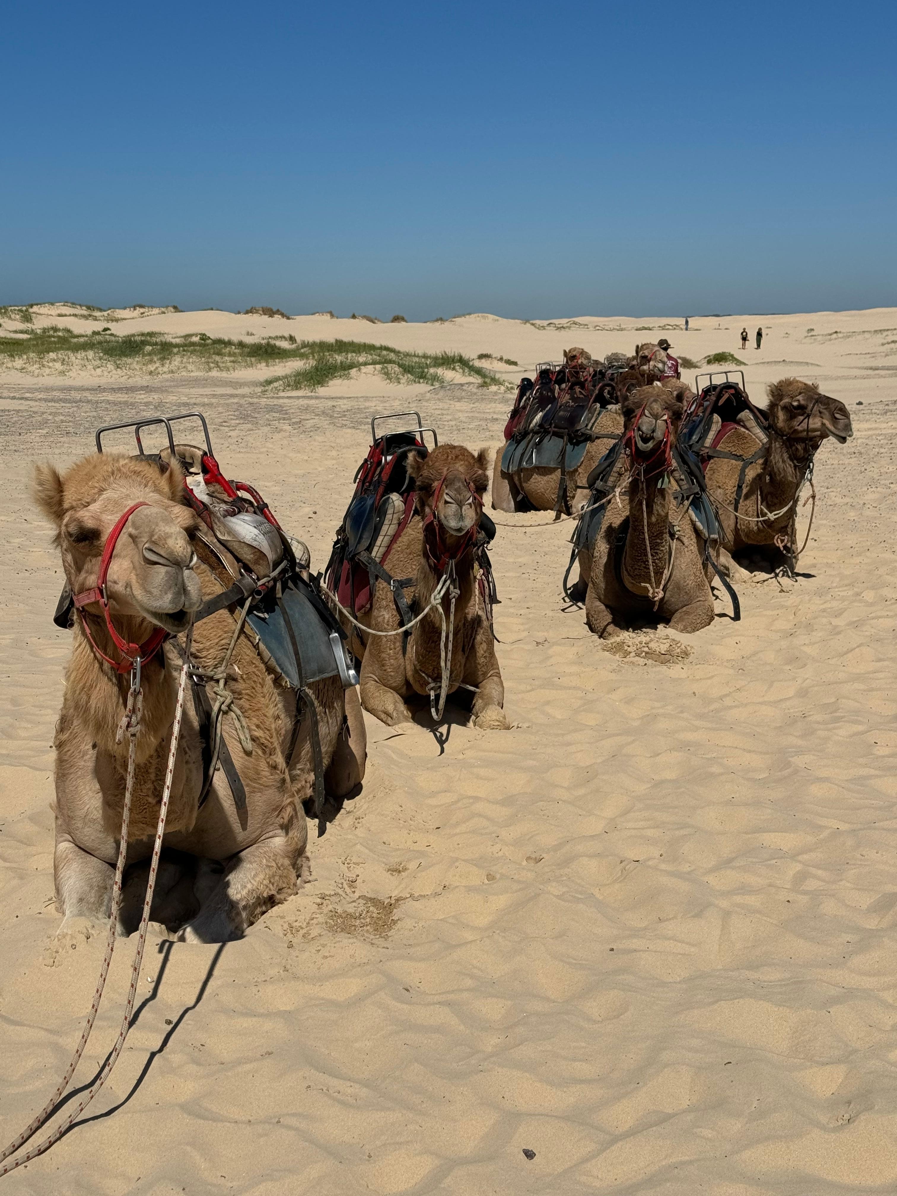 Ride the camels on Birubi beach - every day except Wednesday. 