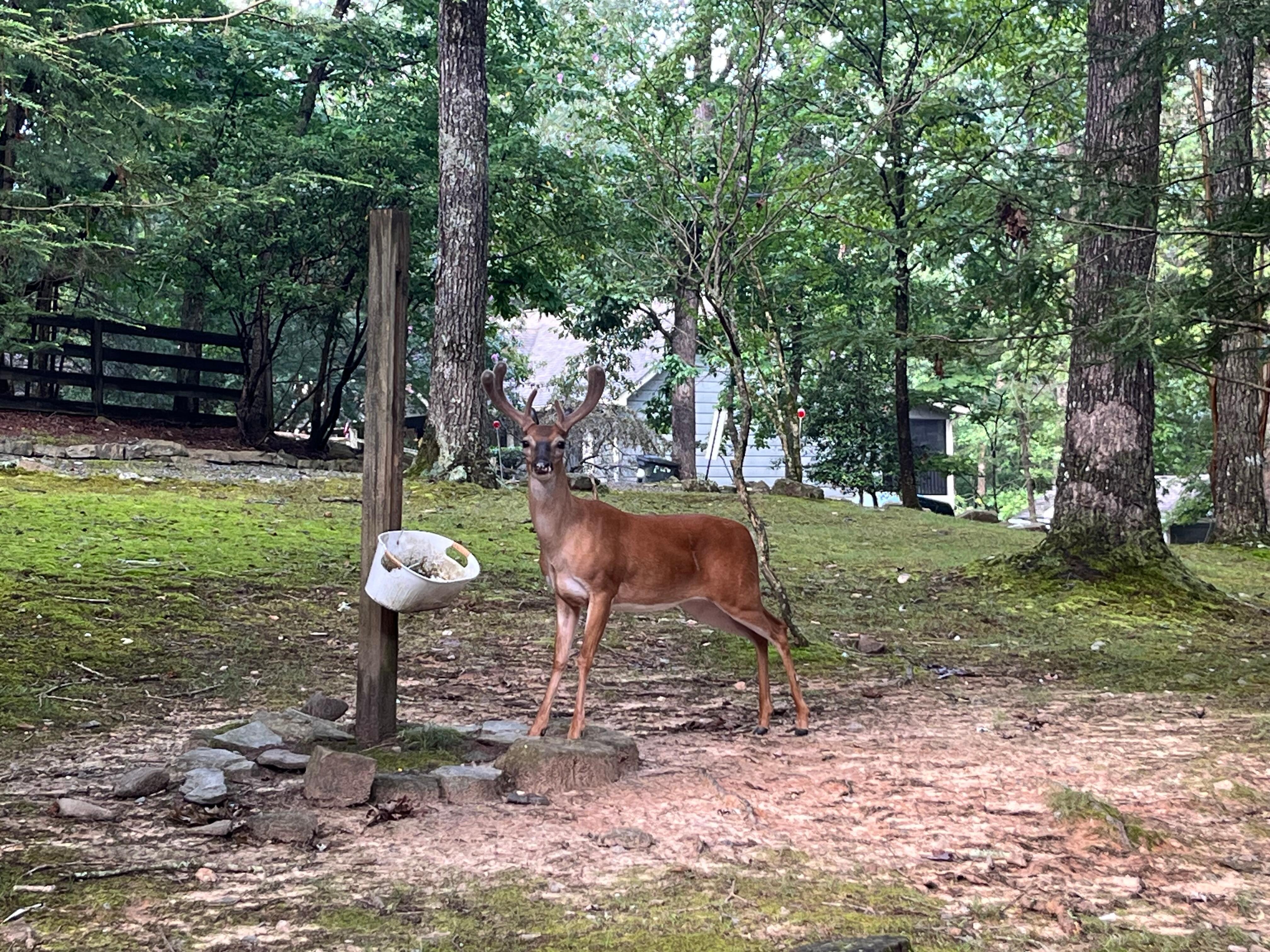 A buck right in front of the cabin 