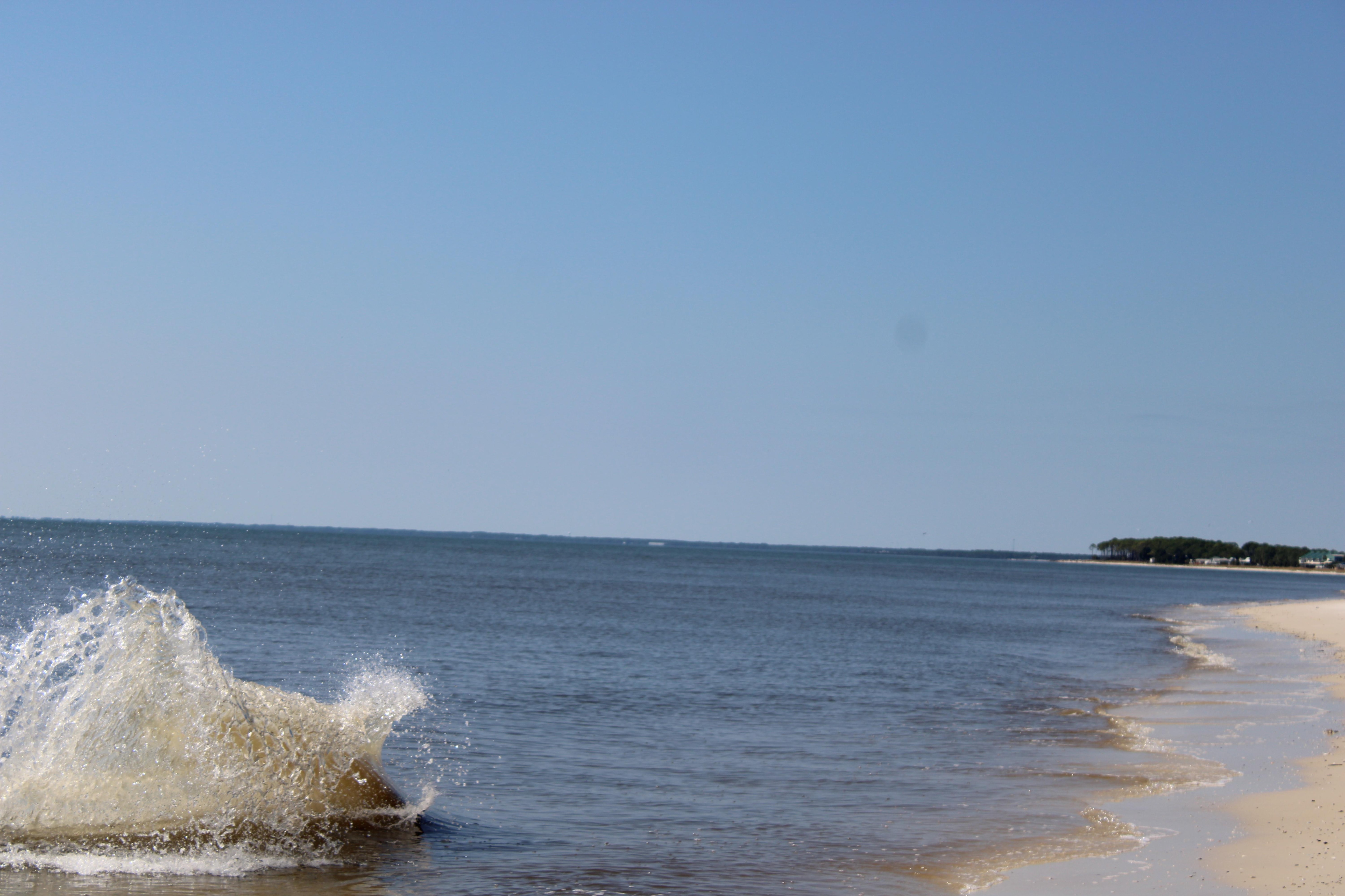The dolphin feeding on the shore