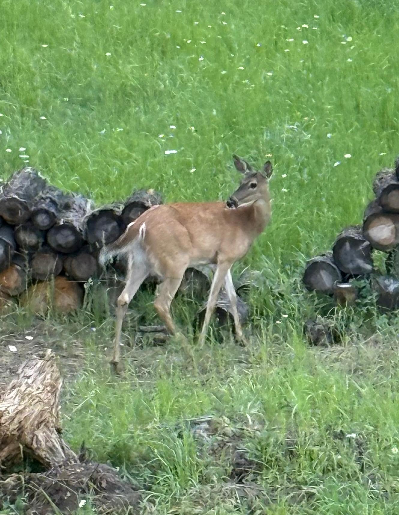 Whitetail deer