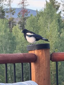 On the deck