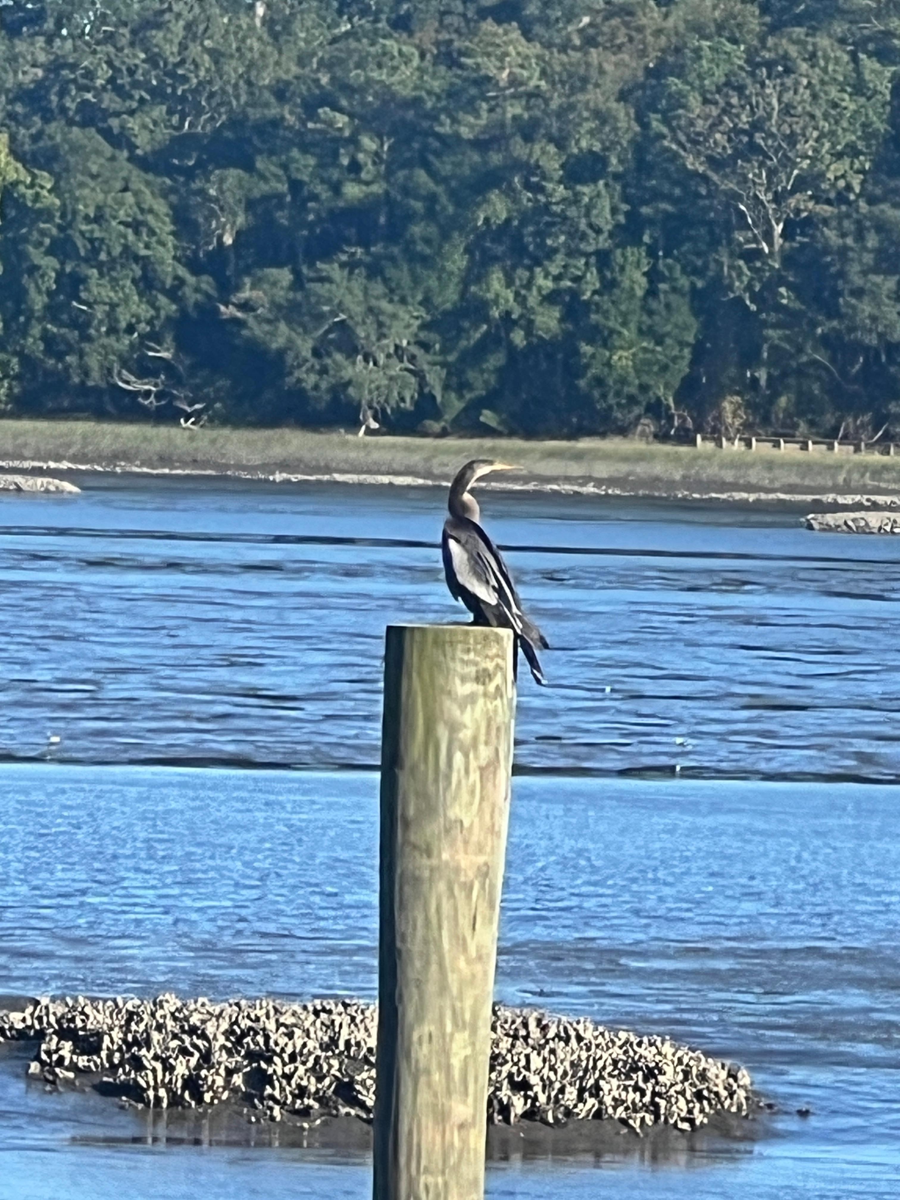 A friend that loved his perch