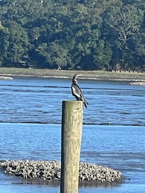 A friend that loved his perch