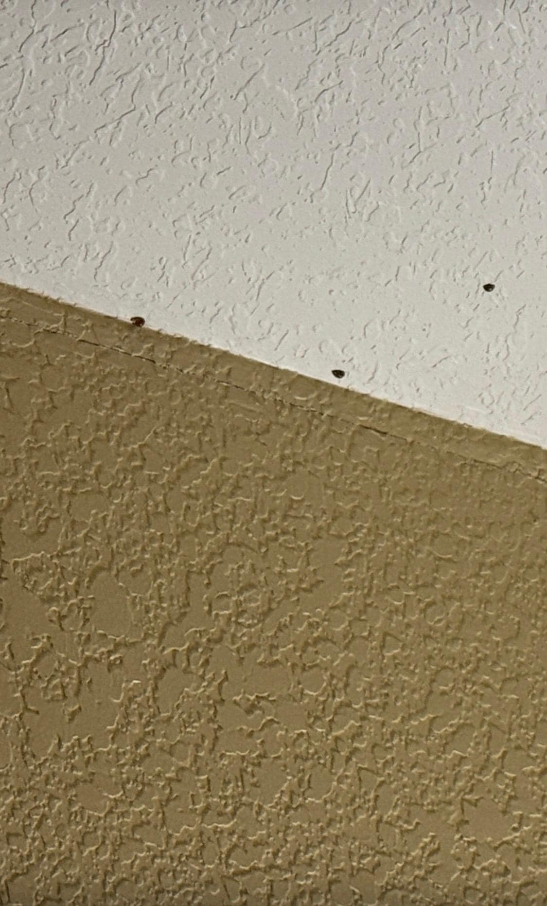 Bugs in my room 