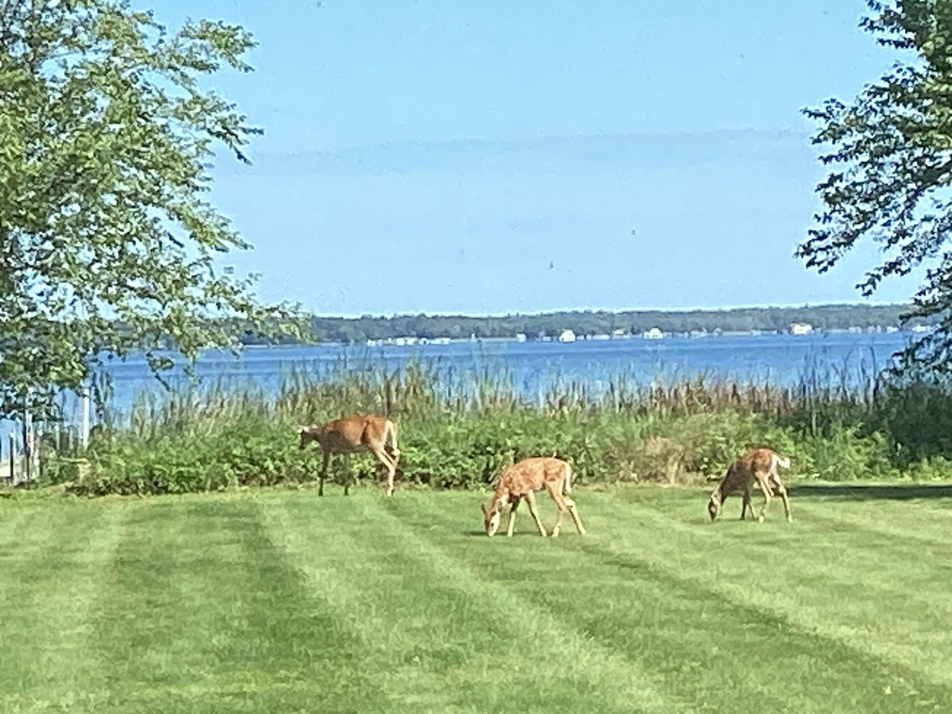 Normal morning visitors