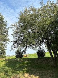 Maple Lane guard cow