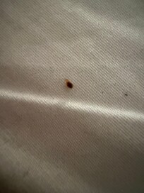 bedbug