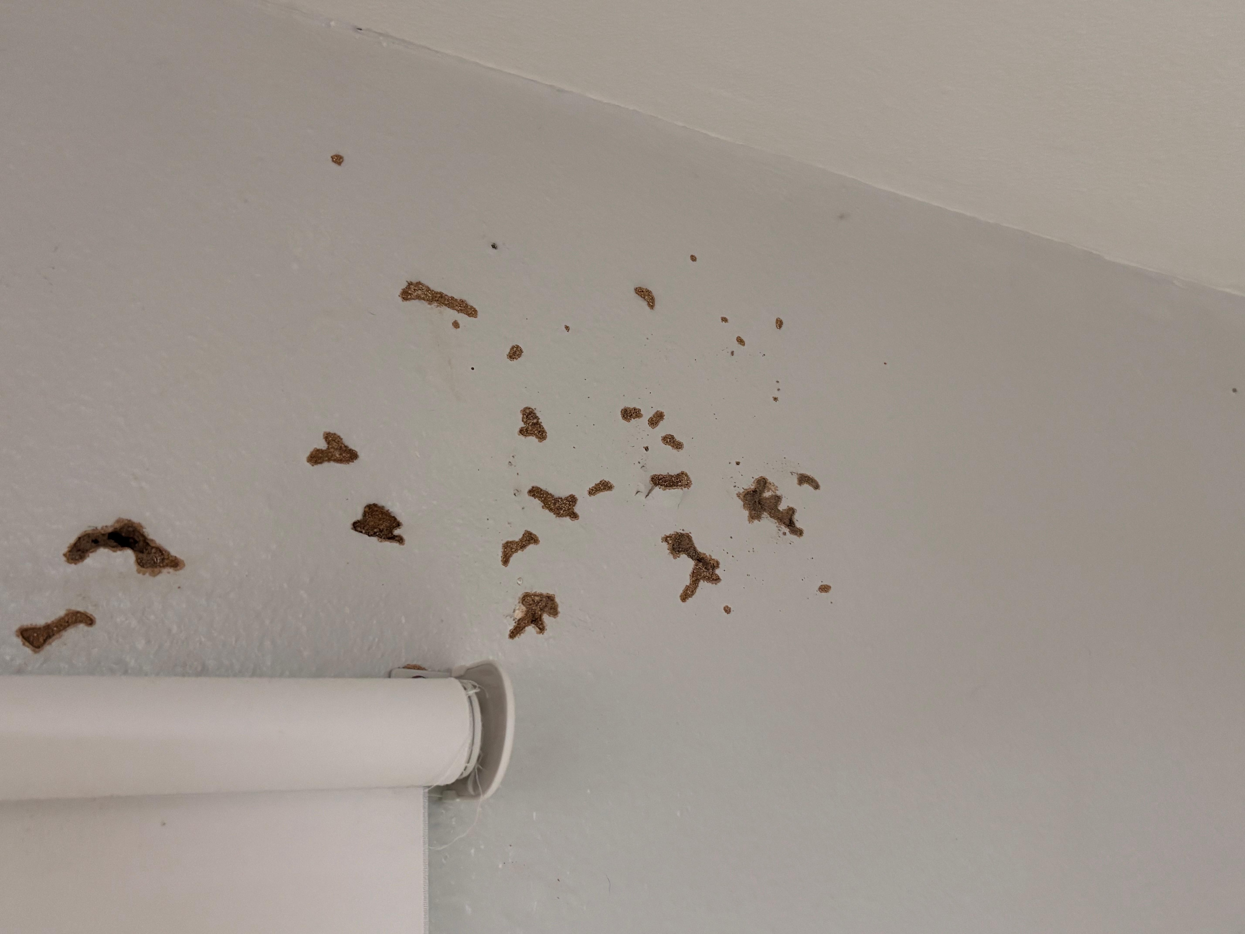 Termite tunnels over the bed