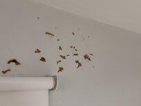 Termite tunnels over the bed