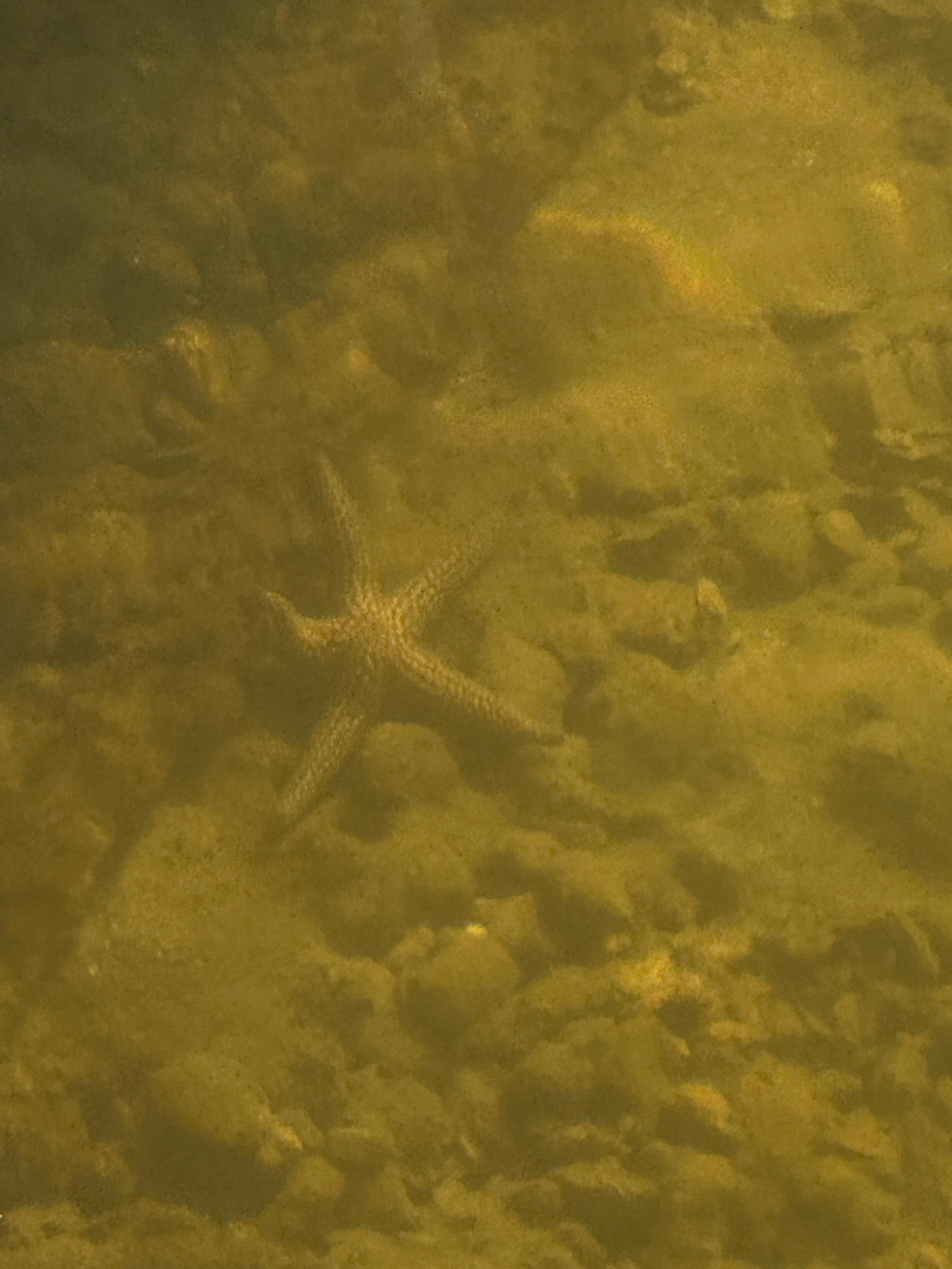 Starfish in the canal