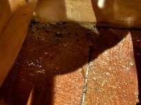 Nice large pile of mouse fecees in the corner of the family room behind the couch.