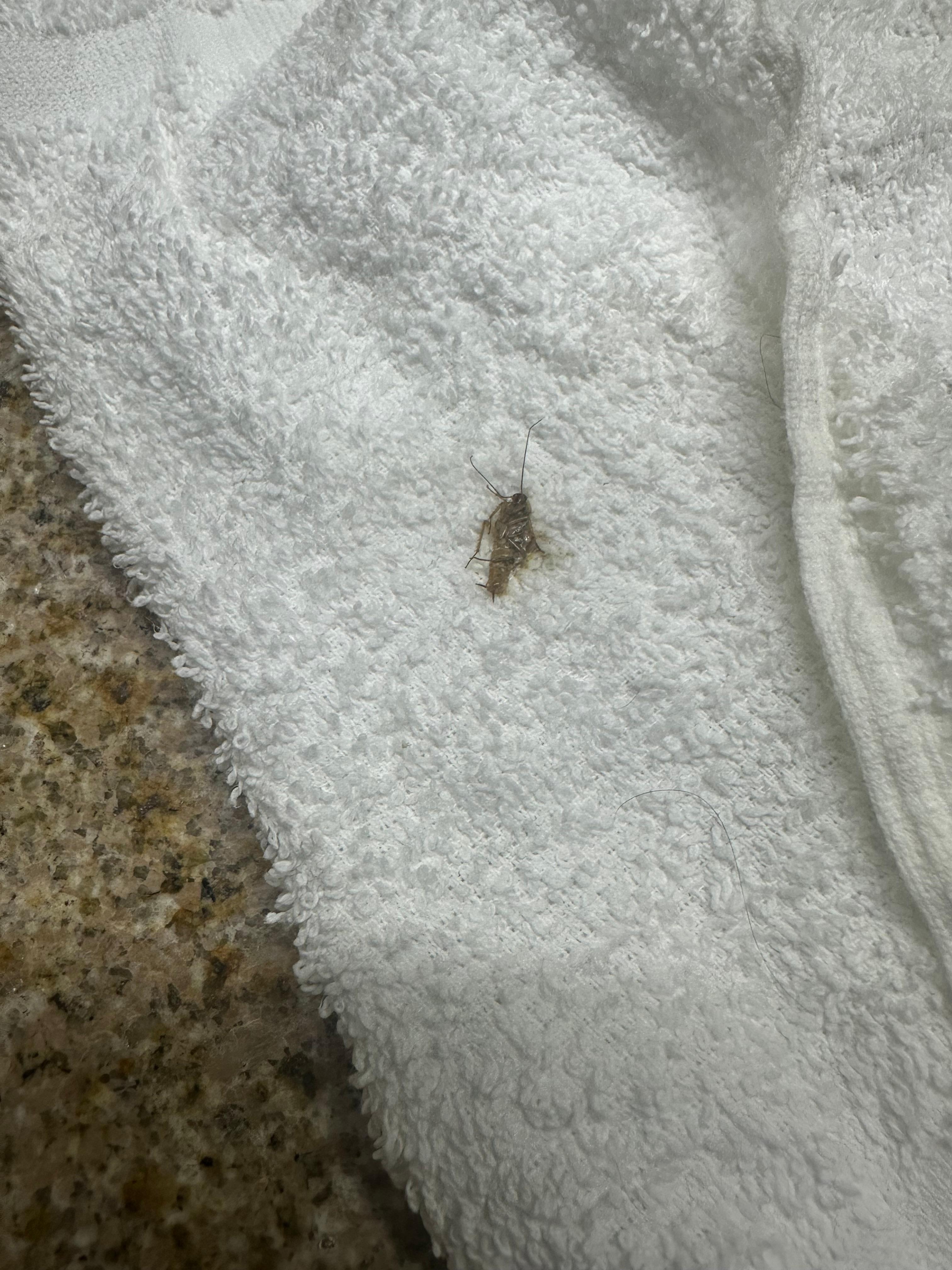 A silverfish that I killed in the shower