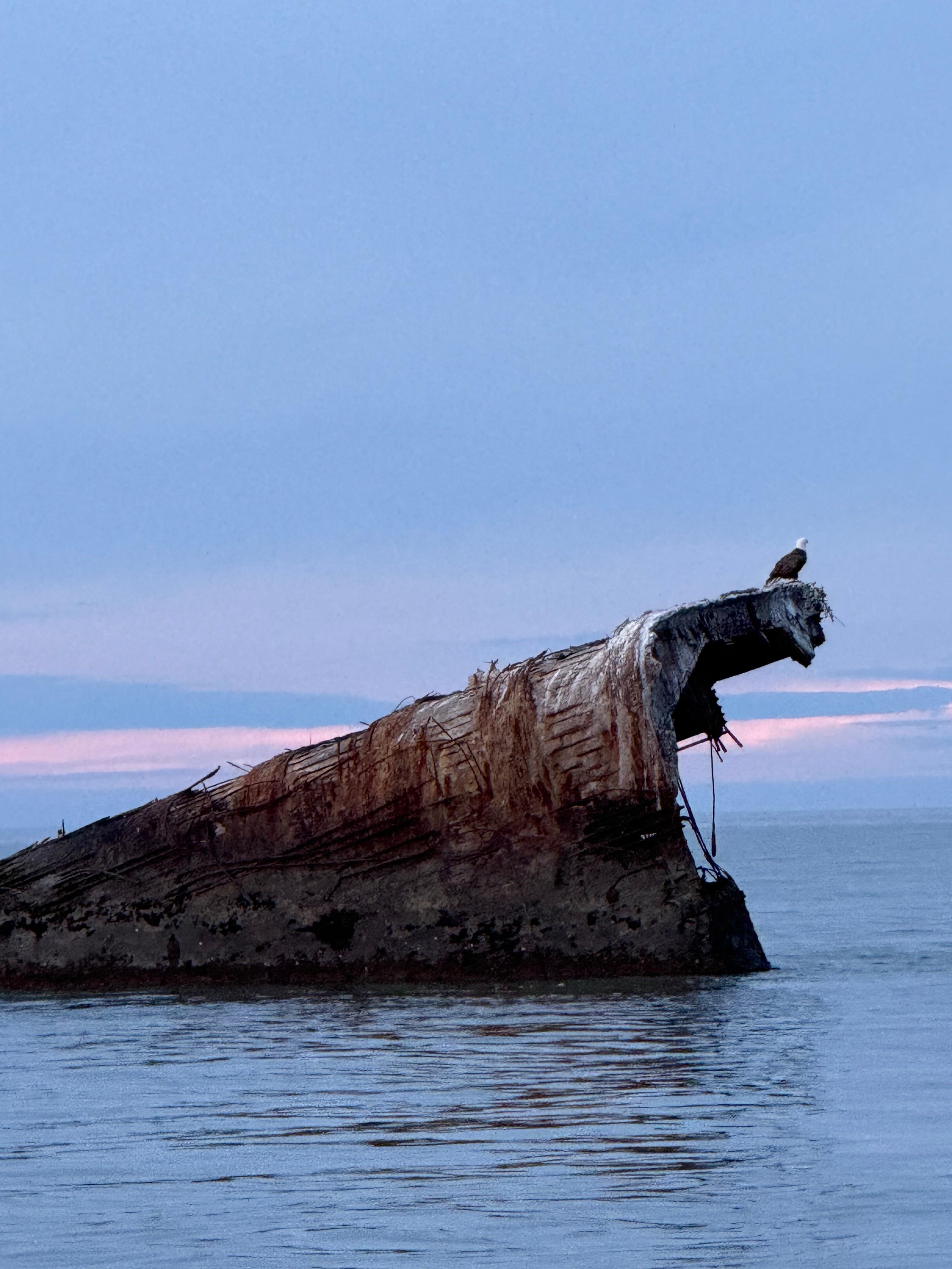 Bald Eagle on concrete ship at Sunset Beach
