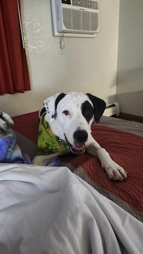 Patch likes Motel 6!