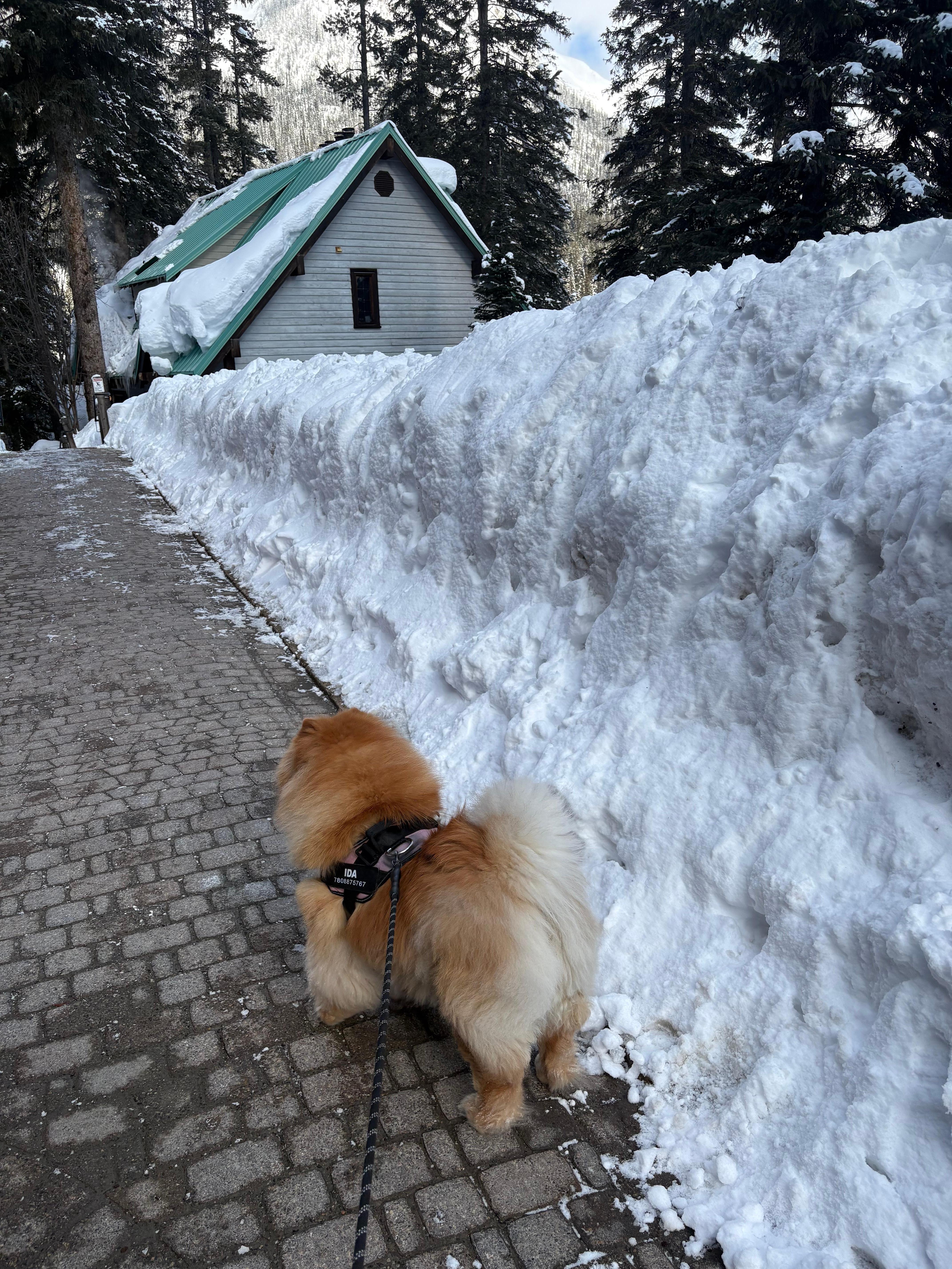 So much snow! Dog friendly.