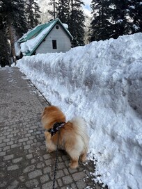 So much snow! Dog friendly.