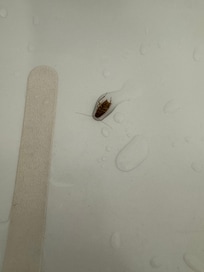 Roach in tub day 3