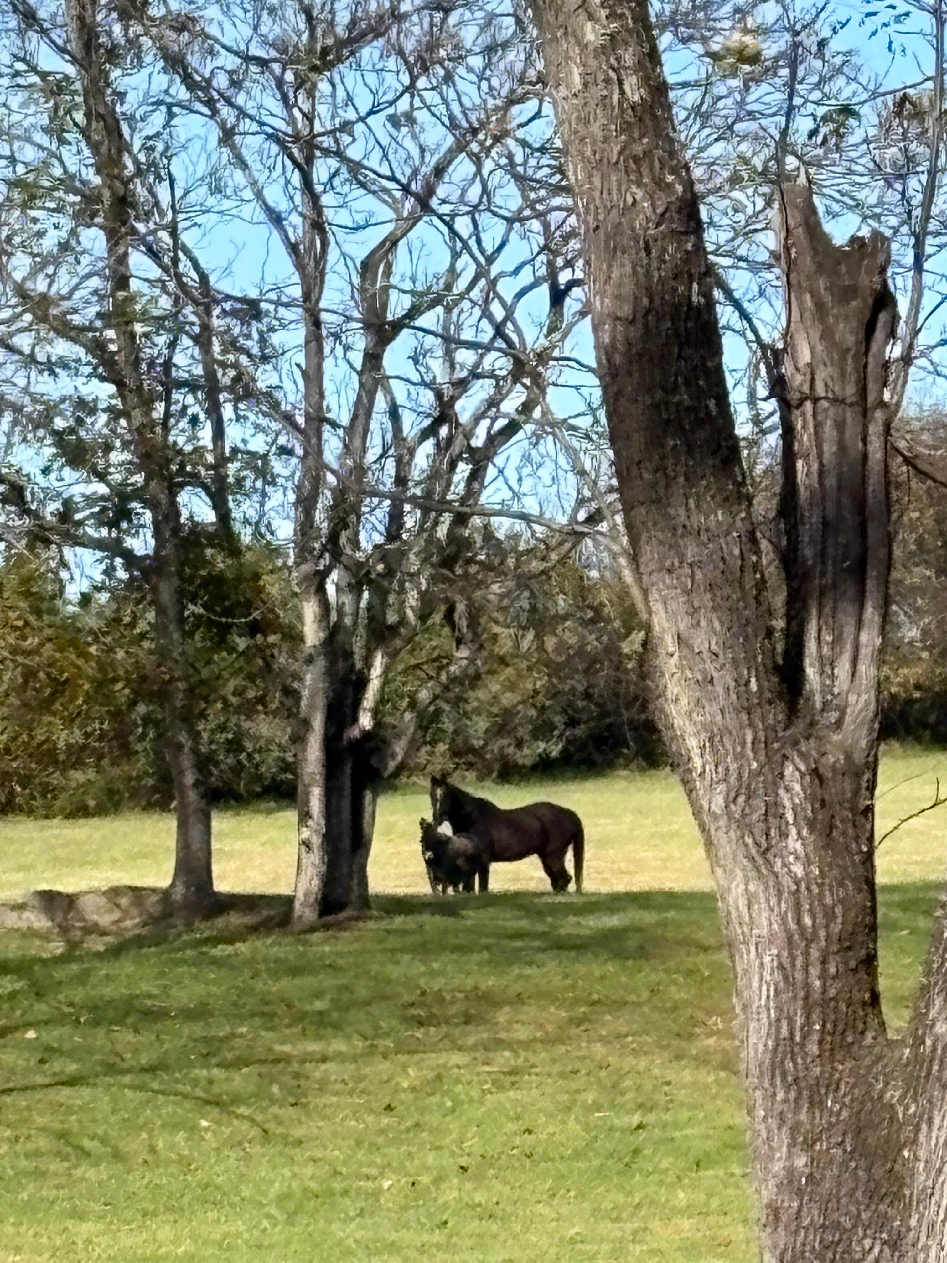 Furry friends around every bend!