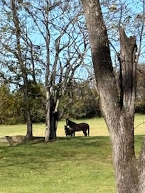 Furry friends around every bend!