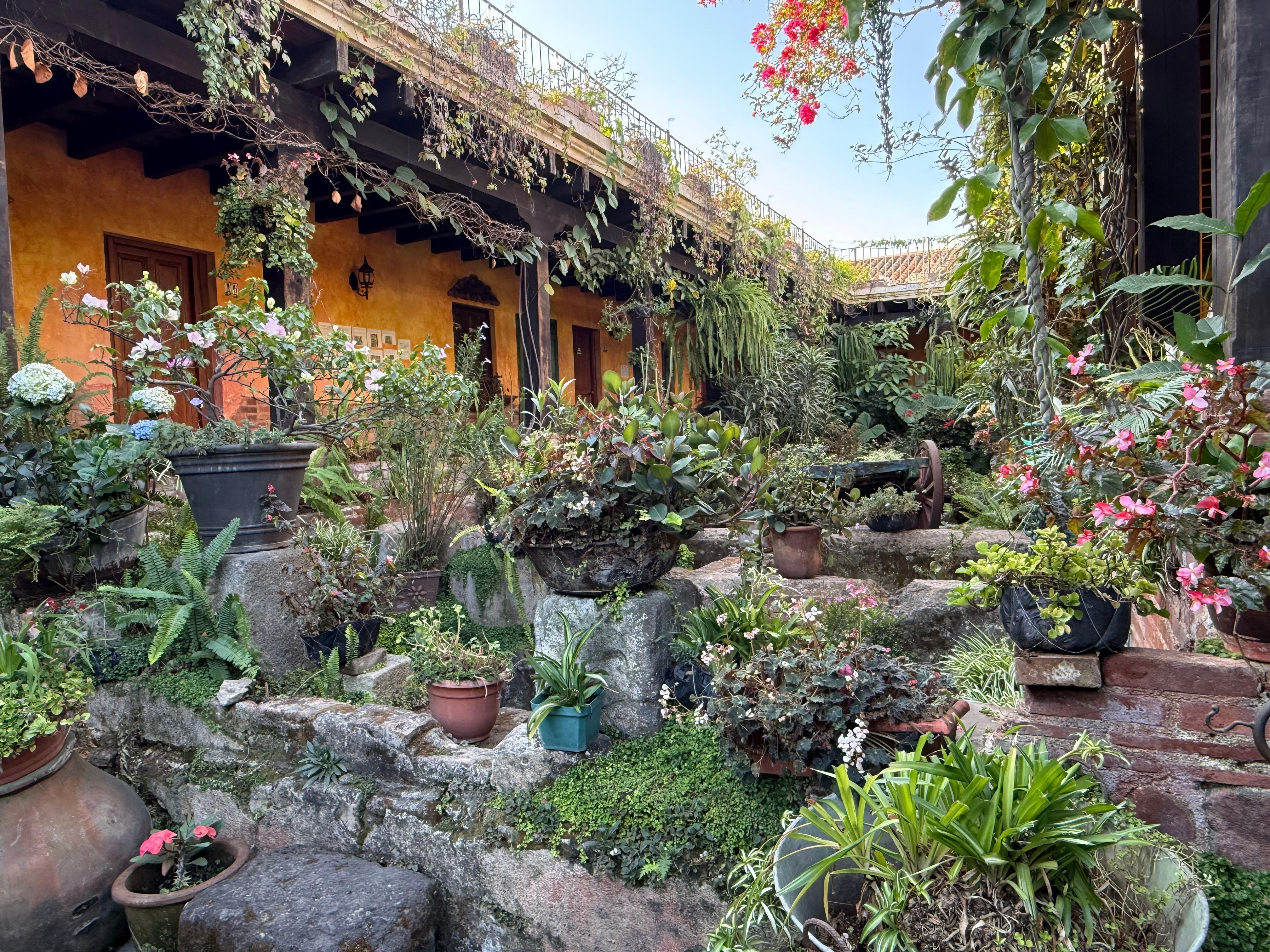 Courtyard filled with plants 