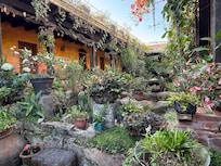 Courtyard filled with plants