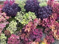 Beautiful plants in the town