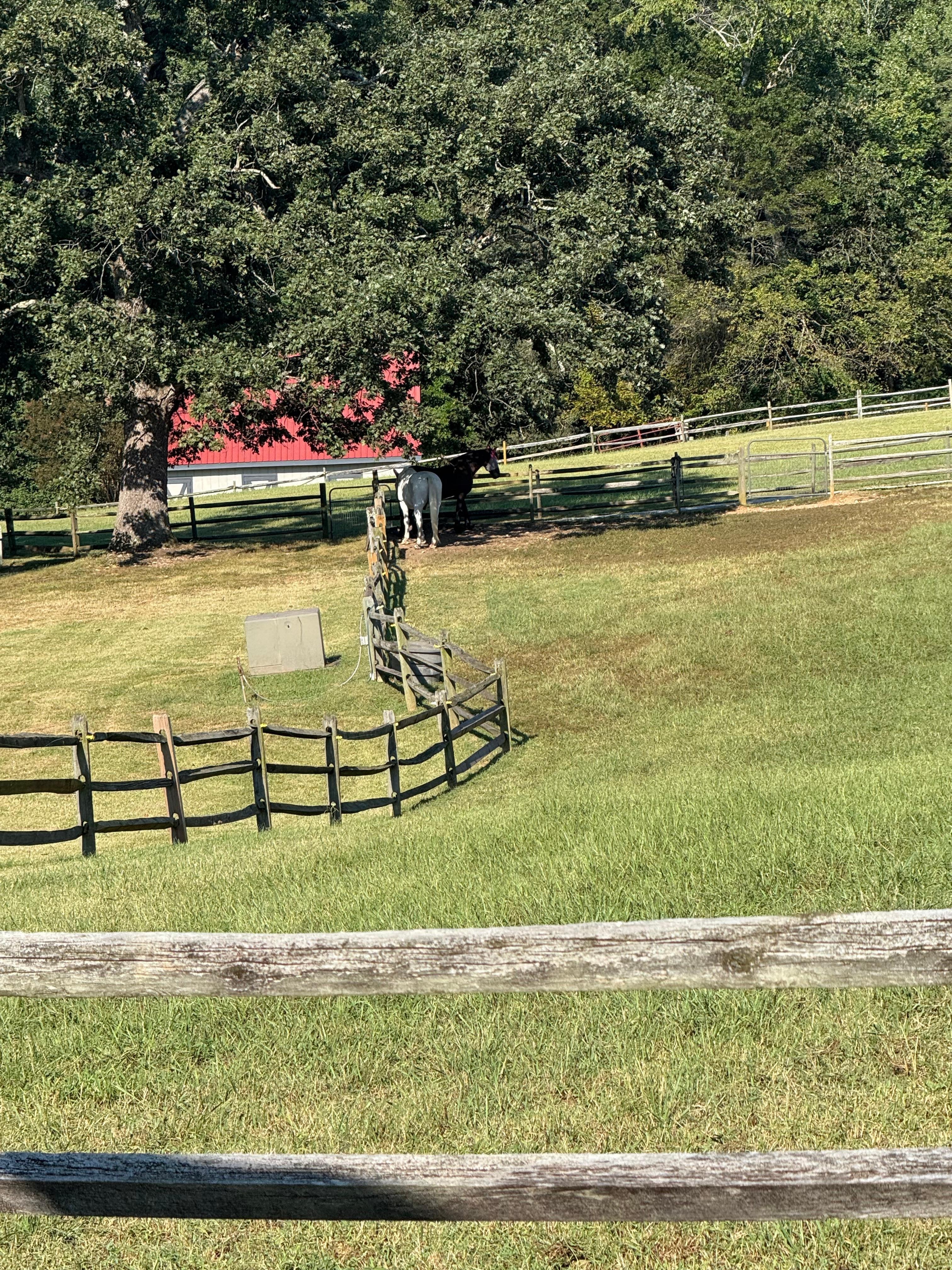Brambles and Yorick in the field we could see the. From the kitchen window each morning!
