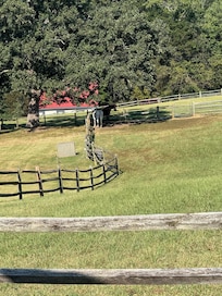 Brambles and Yorick in the field we could see the. From the kitchen window each morning!