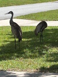 Our visitors at the home.