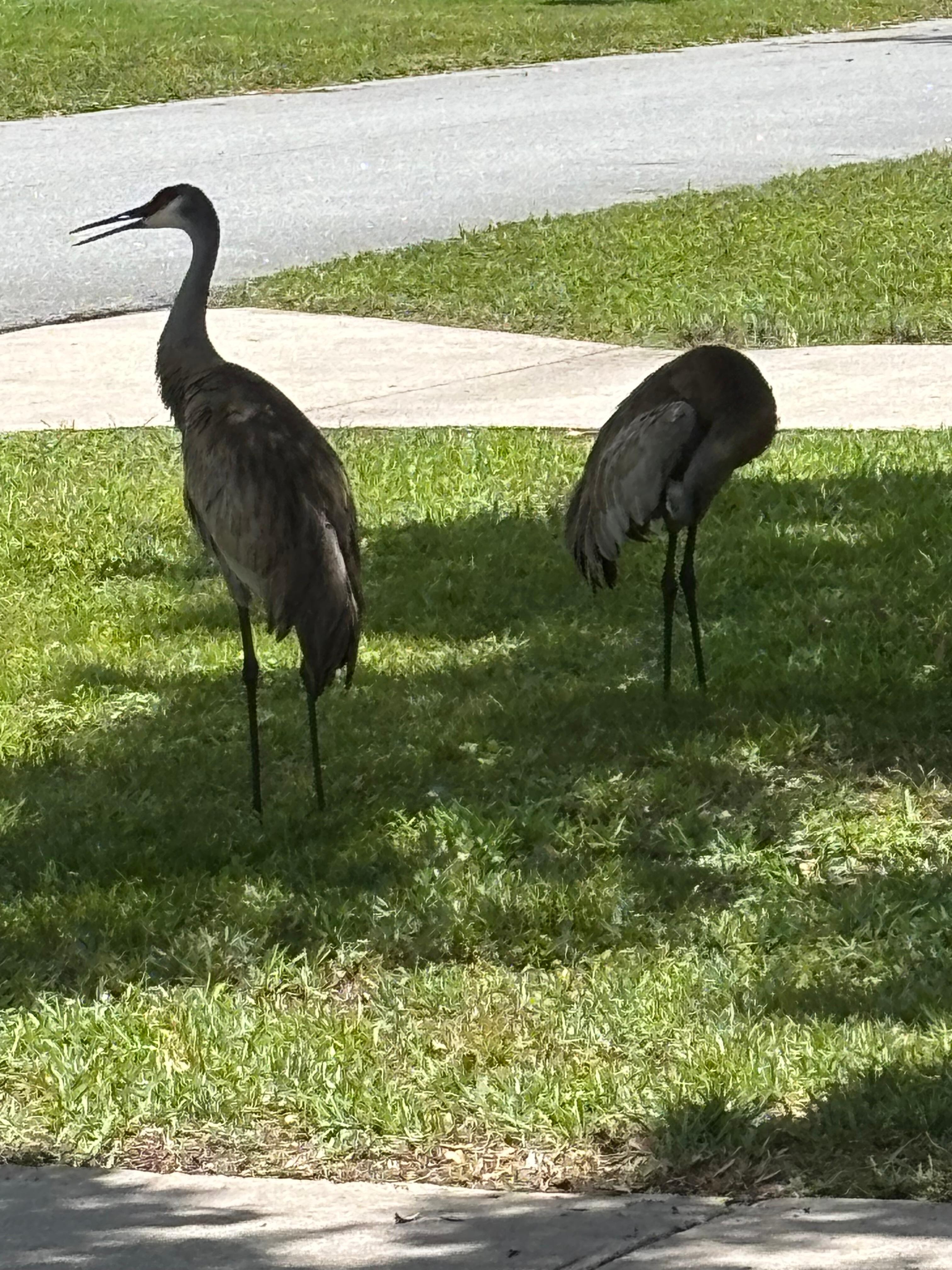 Our visitors at the home.