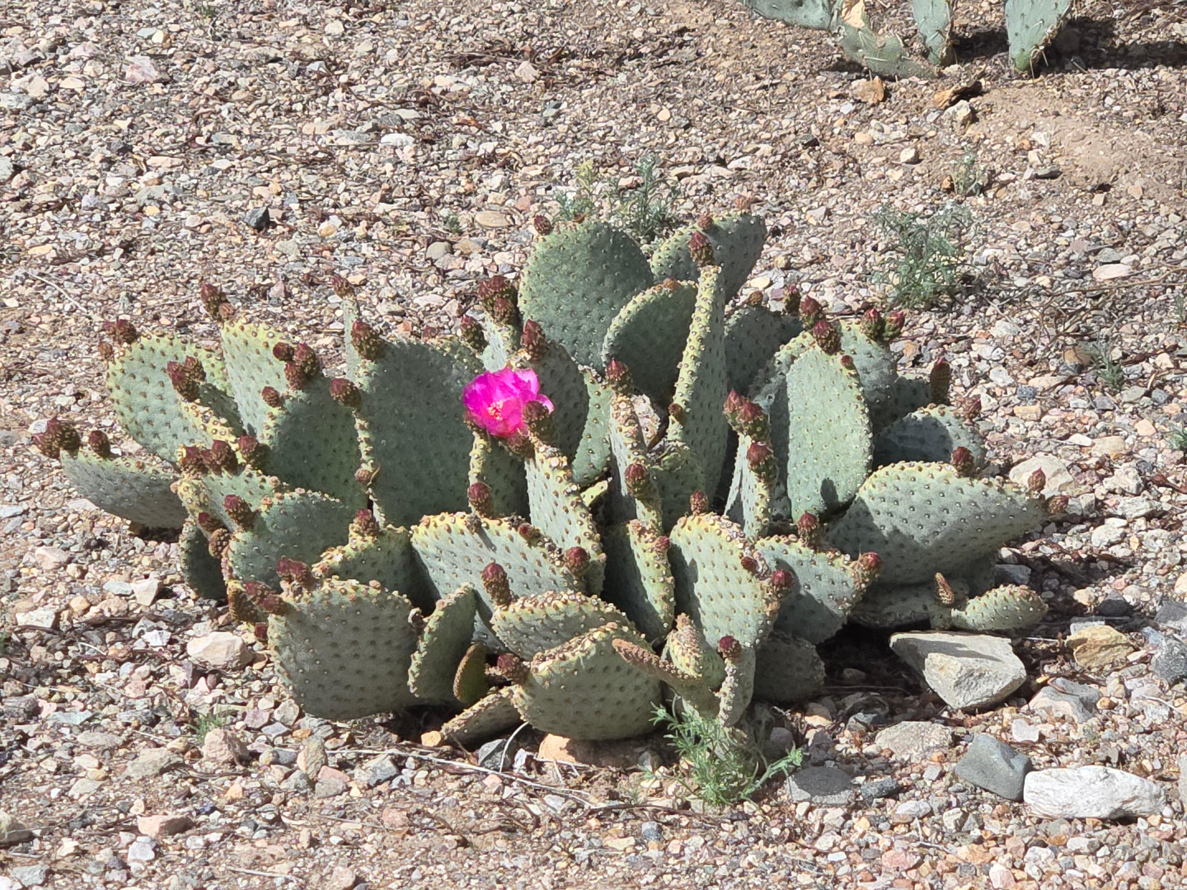 One of the many cactus plants flowering.