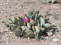 One of the many cactus plants flowering.
