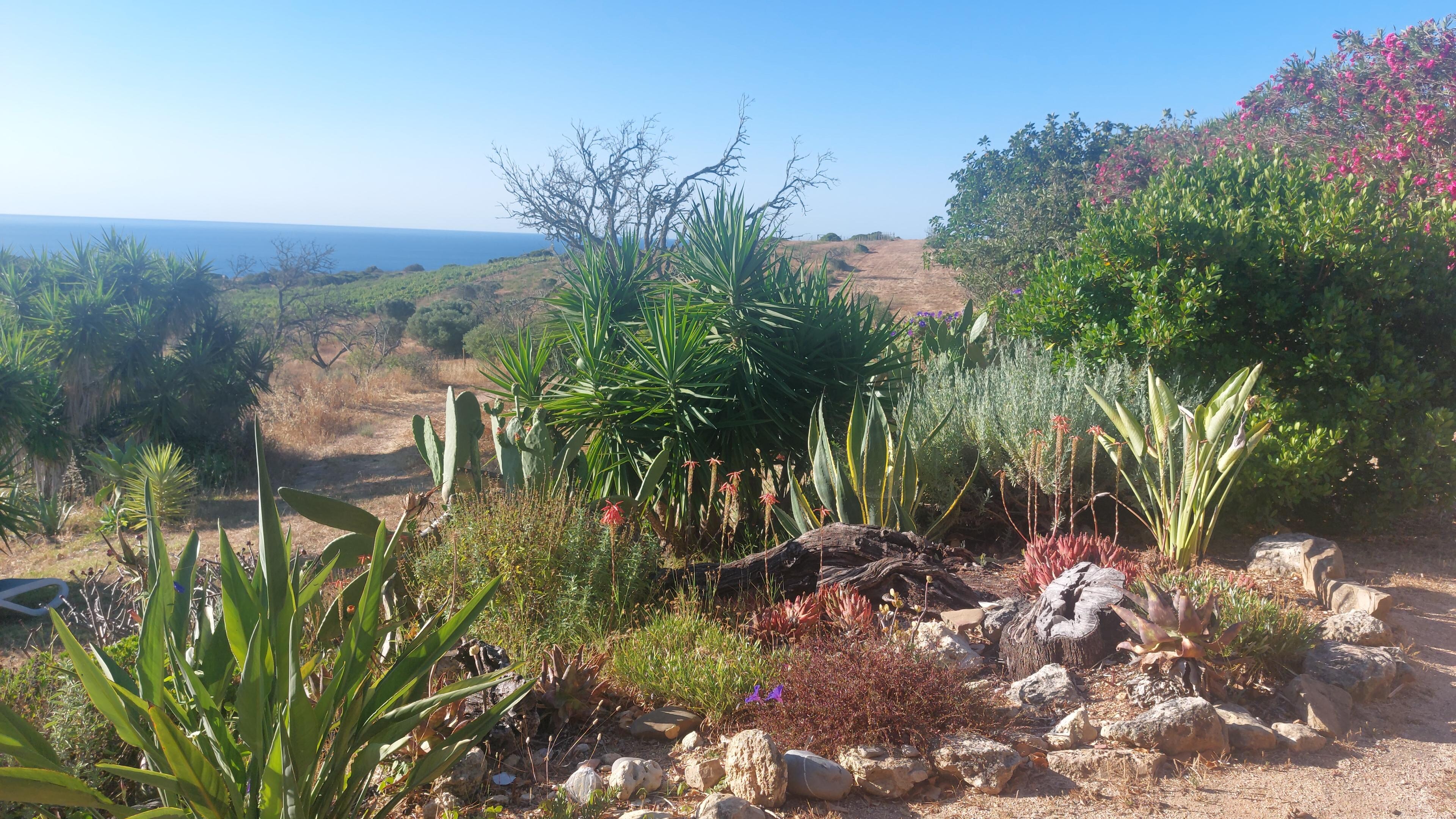 Vue du jardin depuis la terrasse 
