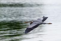 One of many great blue Heron sightings.