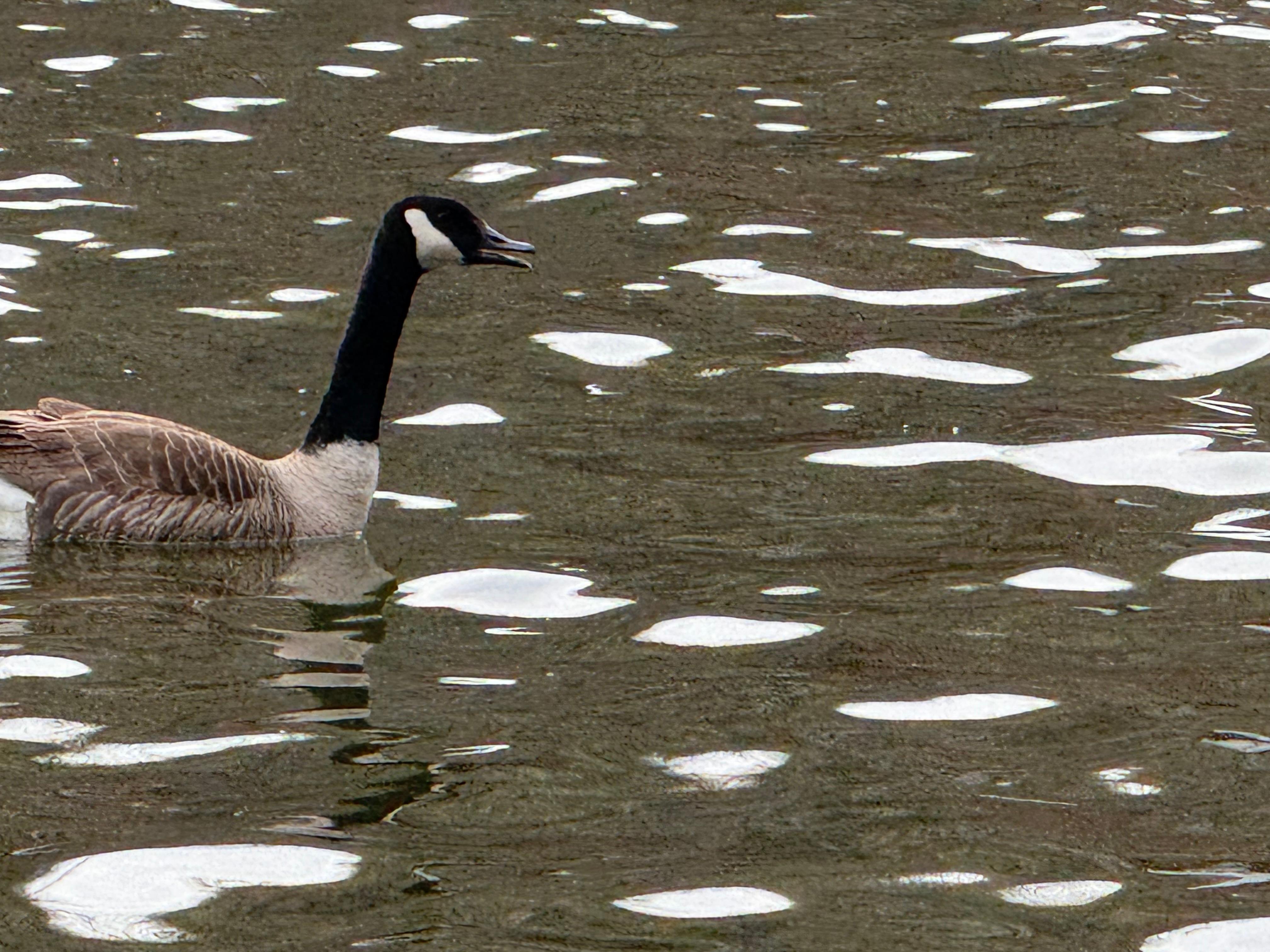 Geese, ducks, a loon and blue heron
